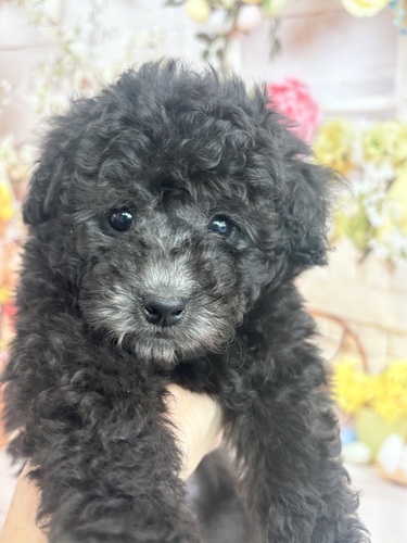 トイ・プードル 犬の販売・譲渡 43762 シルバー×シルバーの男の子