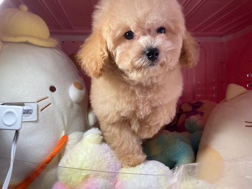 トイ・プードル 犬の販売・譲渡 43764 2月3日生まれの兄妹