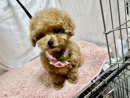トイ・プードル 犬の販売・譲渡 43765 マズル短い女の子