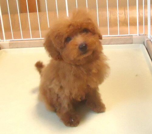 トイ・プードル 犬の販売・譲渡 43769 ティカップサイズ