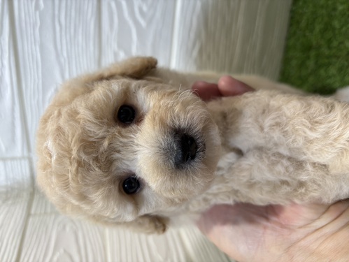 トイ・プードル 犬の販売・譲渡 43771 しっかりボディーのトイプードルくん