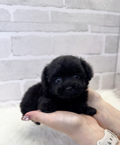 トイ・プードル 犬の販売・譲渡 43772 小柄な美人さん。お迎え総額。