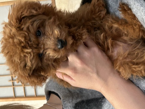 トイ・プードル 犬の販売・譲渡 43773 1.5キロ プードル