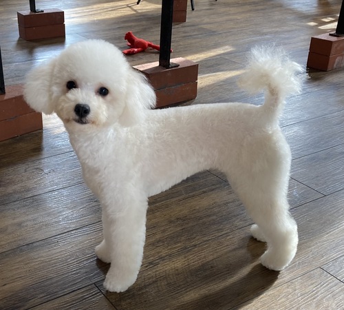 トイ・プードル 犬の販売・譲渡 43776 甘えん坊のホワイトプードル