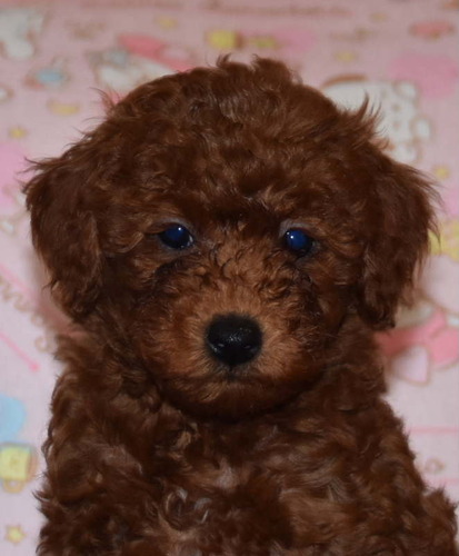 トイ・プードル 犬の販売・譲渡 43783 レッドの可愛い運動が大好きなプーちゃんです。