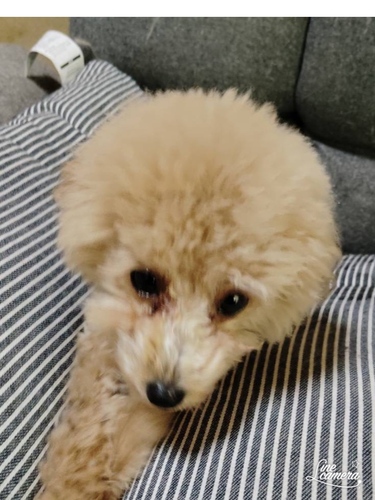 トイ・プードル 犬の販売・譲渡 43788 アプリの可愛い男の子