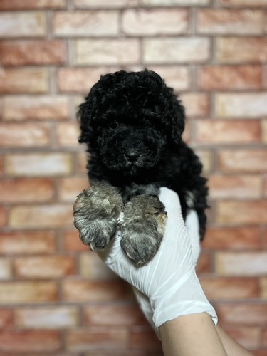 トイ・プードル 犬の販売・譲渡 43791 足先が靴下みたい