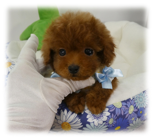 トイ・プードル 犬の販売・譲渡 43795 極小ティーカップ★欠点なし♪動画あり☆