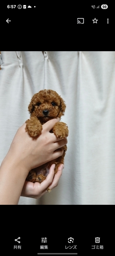 トイ・プードル 犬の販売・譲渡 43798 とても甘えん坊なトイプードルたち