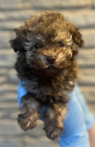 トイ・プードル 犬の販売・譲渡 43800 5月7日デビュー! あなたの毎日に最高の癒やしを