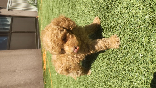 トイ・プードル 犬の販売・譲渡 43804 小さめアプリの女の子 コミコミ価格