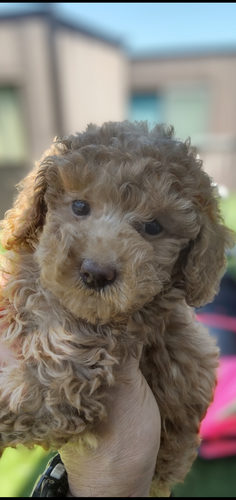 トイ・プードル 犬の販売・譲渡 43804 アプリの女の子 コミコミ価格!
