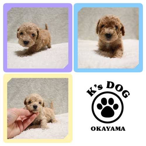 トイ・プードル 犬の販売・譲渡 43805 ●アプリコット・クリーム男の子・総額価格です●