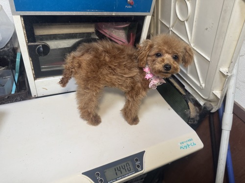 トイ・プードル 犬の販売・譲渡 43806 ティーカップサイズ確定!