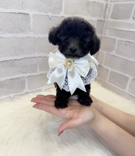 トイ・プードル 犬の販売・譲渡 43811 シルバーの美人さん。お迎え総額。