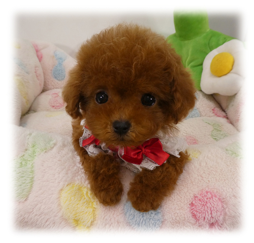 トイ・プードル 犬の販売・譲渡 43812 ナノ予想.78日420g★欠点なし♪動画あり