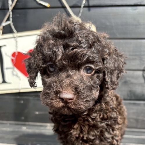 トイ・プードル 犬の販売・譲渡 43814 ブラウンプードルくん
