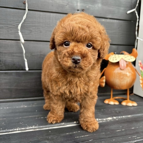 トイ・プードル 犬の販売・譲渡 43815 レッドの女の子