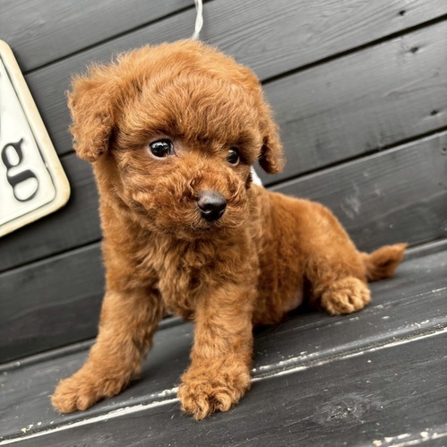 トイ・プードル 犬の販売・譲渡 43816 レッドの女の子