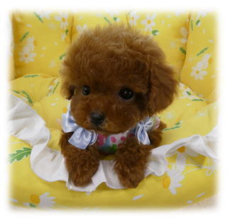 トイ・プードル 犬の販売・譲渡 43819 ナノ予想.88日490g★欠点なし♪動画あり