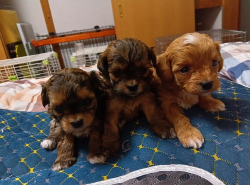 トイ・プードル 犬の販売・譲渡 43820 ぷくぷくまるまるタレ目の可愛い子