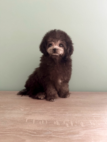 トイ・プードル 犬の販売・譲渡 43822 ほぼサイズ確定ティーカップシルバー女の子