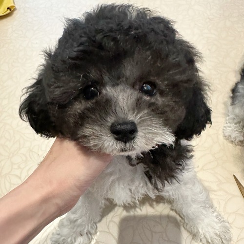 トイ・プードル 犬の販売・譲渡 43823 シルバー&ホワイトの女の子