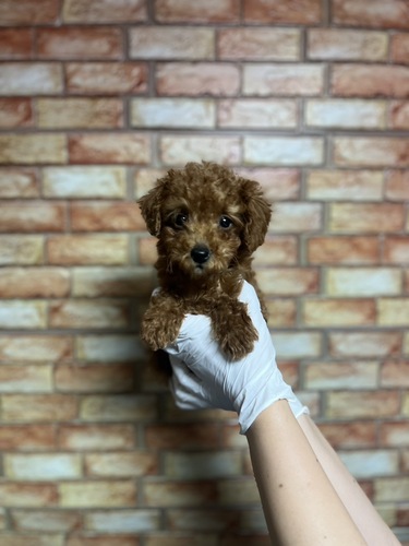 トイ・プードル 犬の販売・譲渡 43824 レッド トイプードル