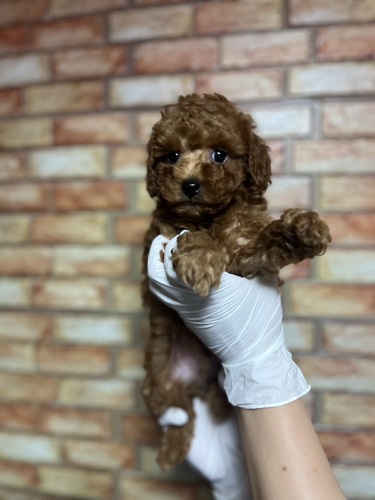 トイ・プードル 犬の販売・譲渡 43825 レッド 男の子
