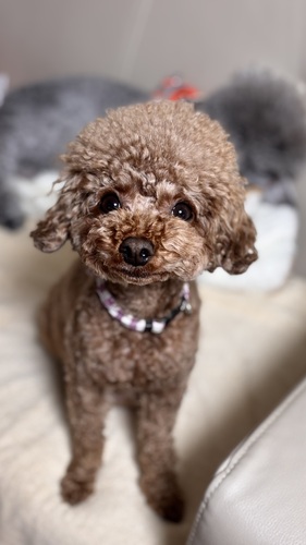 トイ・プードル 犬の販売・譲渡 43827 可愛いお顔の女の子