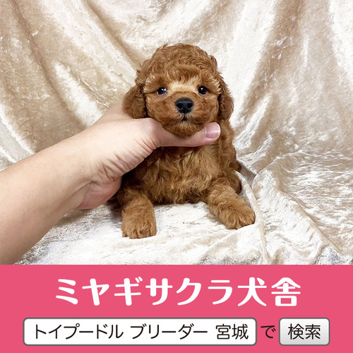 トイ・プードル 犬の販売・譲渡 43830 【訳あり】レッドの男の子