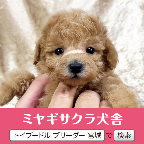 トイ・プードル 犬の販売・譲渡 43831 パパはロシアGチャンピオン☆ 良血統のお姫様☆