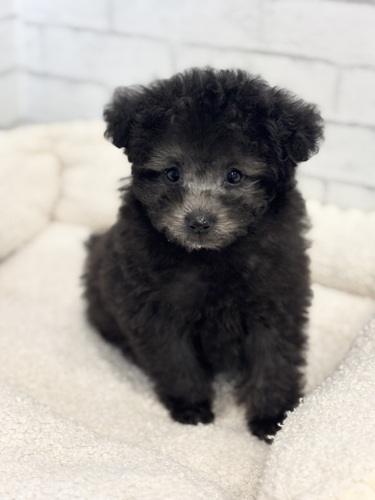 トイ・プードル 犬の販売・譲渡 43835 6月4日デビュー!8130