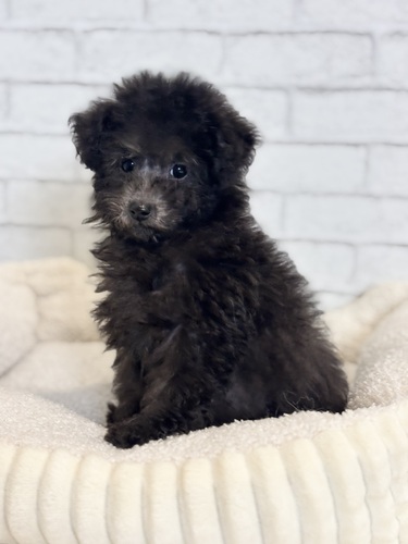 トイ・プードル 犬の販売・譲渡 43836 6月4日デビュー!4393