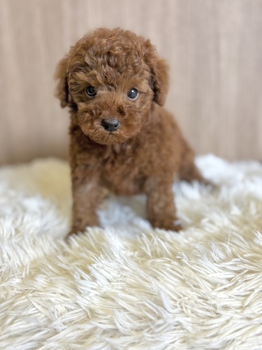 トイ・プードル 犬の販売・譲渡 43839 レッド男の子0272