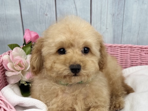 トイ・プードル 犬の販売・譲渡 43843 お雛祭りに生まれた子です。❤️