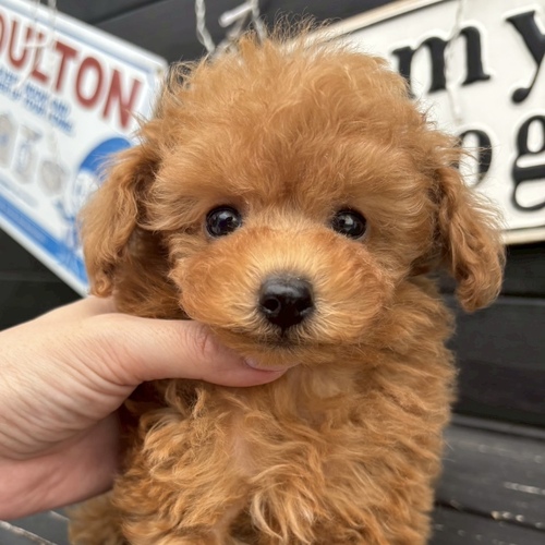 トイ・プードル 犬の販売・譲渡 43845 プリンスプードルくん