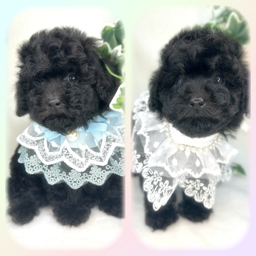 トイ・プードル 犬の販売・譲渡 43848 ティーカッププードルのベビー