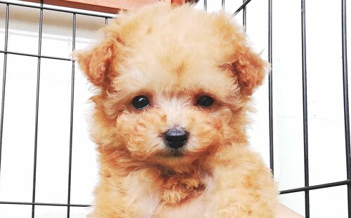 トイ・プードル 犬の販売・譲渡 43849 マイクロティカッププードル