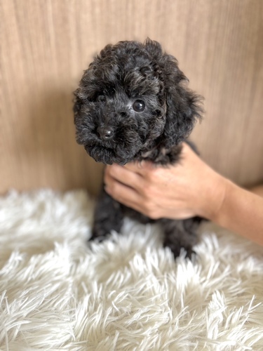 トイ・プードル 犬の販売・譲渡 43851 ブリンドルの女の子