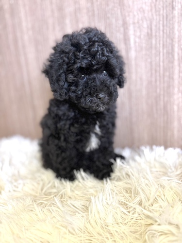 トイ・プードル 犬の販売・譲渡 43852 ブラック 男の子