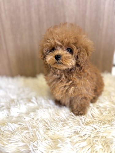 トイ・プードル 犬の販売・譲渡 43853 レッド 男の子