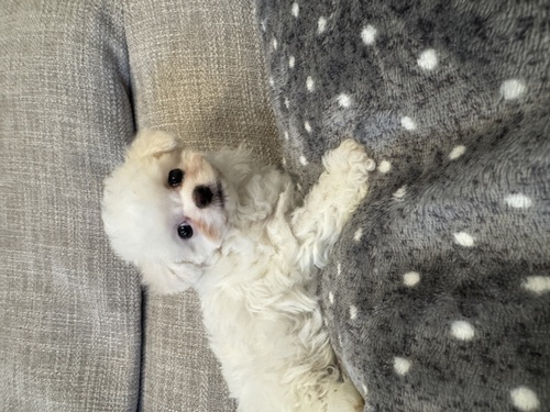 トイ・プードル 犬の販売・譲渡 43855 外産直子 ホワイトプードル女の子