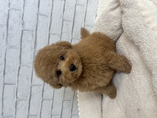 トイ・プードル 犬の販売・譲渡 43856 レッド5850