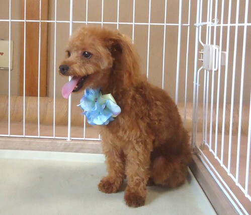 トイ・プードル 犬の販売・譲渡 43857 レッド 男の子