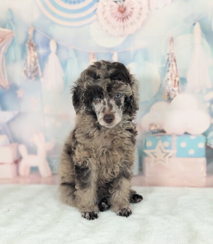 トイ・プードル 犬の販売・譲渡 43858 激レアカラー!マールプードル女の子?
