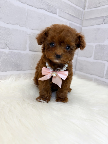 トイ・プードル 犬の販売・譲渡 43860 小柄な美人さん。お迎え総額。