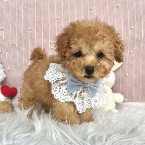 トイ・プードル 犬の販売・譲渡 43861 甘えんぼトイプーちゃん