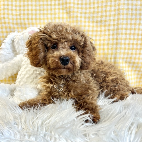 トイ・プードル 犬の販売・譲渡 43862 胸に白の差し毛あり、構ってくん
