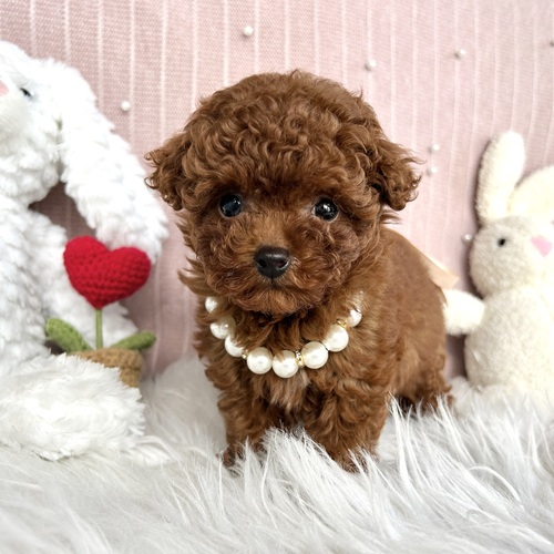 トイ・プードル 犬の販売・譲渡 43863 タイニー予想!100点満点の男の子